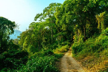 Fototapeta na wymiar Empty Pathway in the greenery forest way