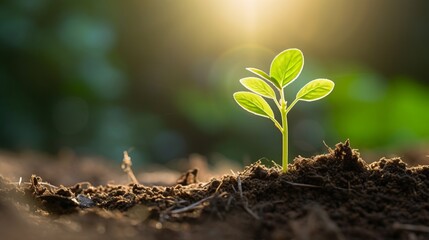 A small plant is knocked out of the soil.