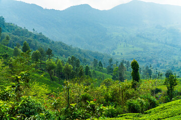 Obraz premium Green tea plantations in Munnar, Kerala, India stock photo 