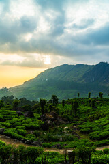 Green tea plantations in Munnar, Kerala, India stock photo 