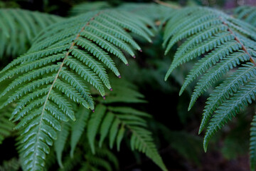 View of fronds of New Zealand fern plants in outdoor nature forest of Aotearoa NZ 