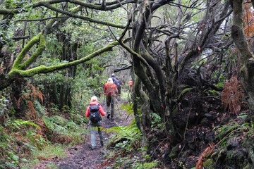 Obraz premium Silhouettes of hiking people in tropical forest in mountains of La Palma. Brena Alta, La Palma, Canary Islands, Spain