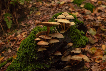 A forest mushroom growing among fallen leaves in the woods