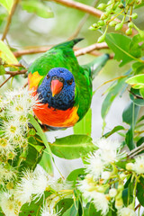 Rainbow lorikeet (Trichoglossus moluccanus) parrot, colorful small bird, animal sits high on a tree branch and eats blooming flowers.