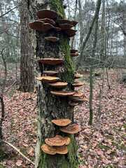 Wild mushrooms grow on a tree trunk in the forest