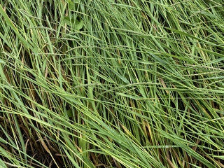 Background of fresh green grass. Eco-friendly grass