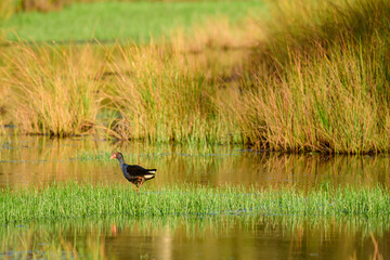 Western swamphen (Porphyrio porphyrio) a medium-sized water bird with blue-black plumage, the animal walks in shallow water in wetlands and looks for food.