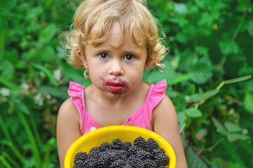 A child in the garden eats blackberries. Selective focus.