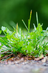 Green grass life