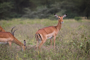 Stado antylop na sawannie Masai Mara Kenia