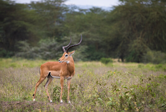 Fototapeta Stado antylop na sawannie Masai Mara Kenia