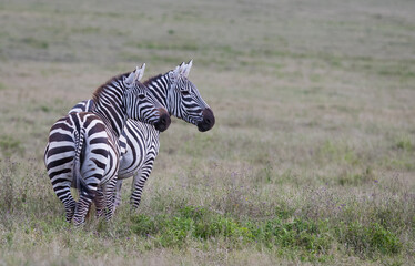 Stado zebra na afrykańskiej sawannie - obrazy, fototapety, plakaty