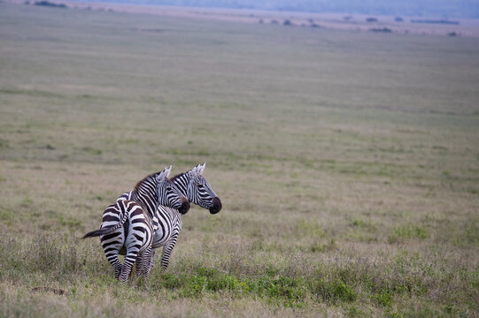 Fototapeta Stado zebra na afrykańskiej sawannie