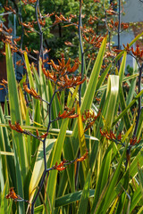 New Zealand flax flowers in bloom. Orange fowers of Flax Lily Plant (Phormium tenax) or harakeke in Sochi.
