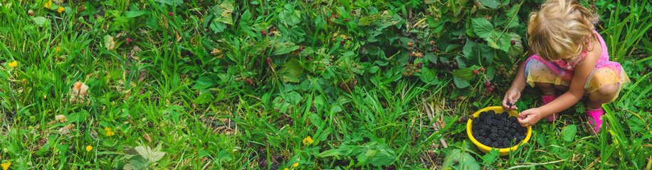 A child in the garden eats blackberries. Selective focus.