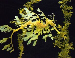 Leafy sea dragon (Phycodurus eques) - perfectly camouflaged saltwater fish.
