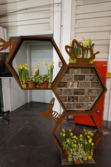 design insect hotel with bulb plants growing. flowering daffodil plants at home for bees