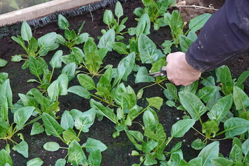 cutting spinach leaves for harvesting. man harvests spinach leaves with scissors
