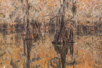 Bayou Cypress Swamp