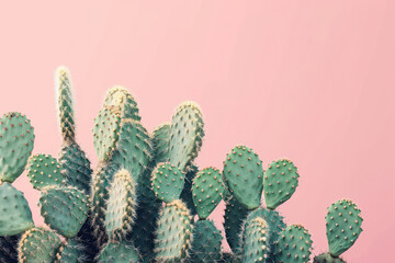 Tropical Summer: A Creative Neon Cactus Garden in Pastel Pink and Bright Blue - A Stylish and Unusual Minimal Art Pop