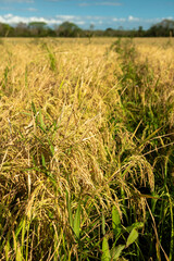 Rice field  in Chiriqui, Panama- stock photo