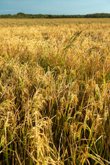 Rice field  in Chiriqui, Panama- stock photo