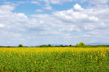 countryside scenery with sunflower field. carpathian rural landscape in summer on a sunny day with fluffy clouds on the sky. abundance of agriculture export expected from ukraine