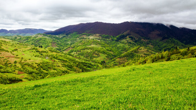 grassy alpine meadow on the hill. mountainous rural landscape in spring on an overcast day. panoramic view of carpathian countryside of ukraine