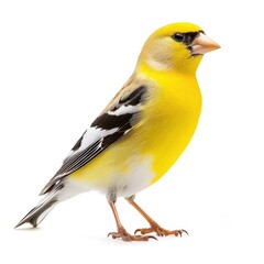 Fototapeta premium American Goldfinch standing side view isolated on white background, photo realistic.