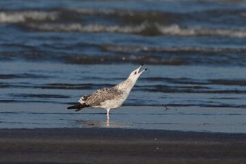 Lesser black-backed gull or Larus fuscus observed at Akshi Beach in Alibag, Maharashtra, India