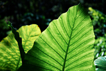 In the jungle. Close up of green tropical leaf