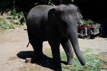 Fototapeta premium Outdoors portrait of asian elephant