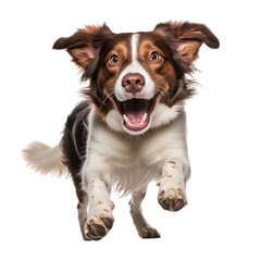 Australian shepherd puppy jumping with happy face, isolated on white background