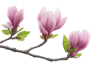 pink magnolia flower isolated