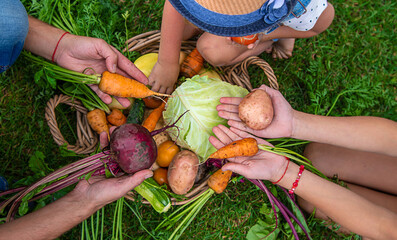 A family harvests vegetables in the garden. Selective focus.