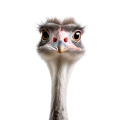 Foto op Plexiglas Close up of an ostrich looking in front, isolated on transparent background © The Stock Guy
