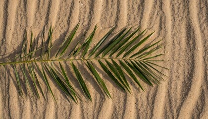 Palm Sunday. The Green Palm Laying On Desert.
