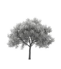 tree isolated on white background