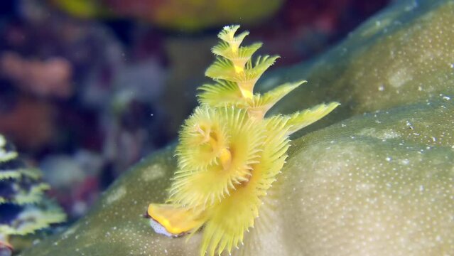 A colorful sea worm underwater. A close-up of beautiful tube worm Christmas Tree Worm (Spirobranchus corniculatus) crawling at the bottom of the sea.