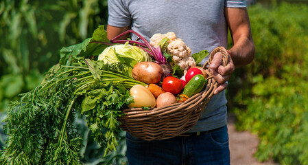 A man farmer harvests vegetables in the garden. Selective focus.
