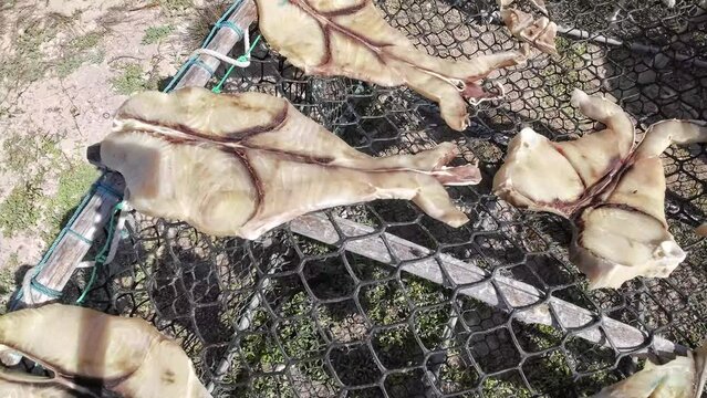 Sun-dried salted shark meat on mesh outdoors, traditional food preparation, close-up view
