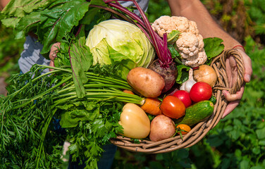 A man farmer harvests vegetables in the garden. Selective focus.