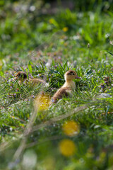Naklejka na ściany i meble Ducklings of Muscovy Duck in spring garden