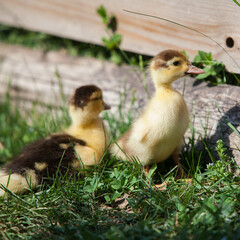 Ducklings of Muscovy Duck in spring garden