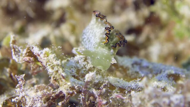 A colorful sea slug underwater. A close-up of beautiful nudibranch Elysia ornata (Ornate Elysia) crawling at the bottom of the sea.