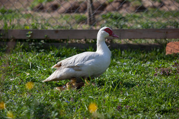 Naklejka na ściany i meble Muscovy duck female with litlle ducklings in permaculure garden