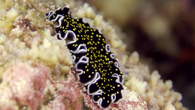 A colorful sea worm underwater. A close-up of beautiful flatworm Thysanozoon sp. crawling at the bottom of the sea.