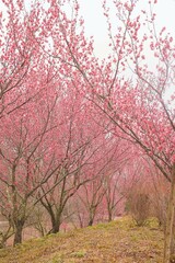 国営讃岐まんのう公園　花巡りの丘　紅梅【香川県仲多度郡まんのう町吉野】2