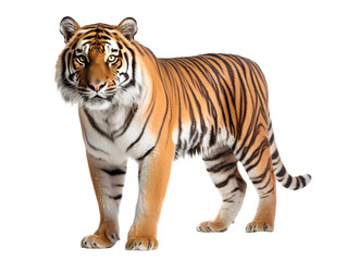 Obraz premium Bengal Tiger, isolated on a transparent or white background