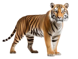 Zelfklevend Fotobehang Bengal Tiger, isolated on a transparent or white background © Aleksandr